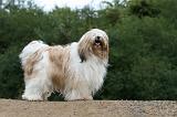 TERRIER DU TIBET 210